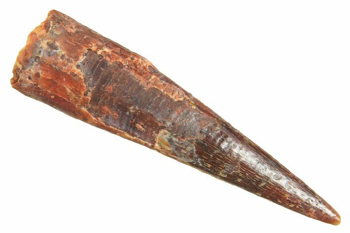 Fossil Pterosaur (Siroccopteryx) Tooth - Morocco #298527